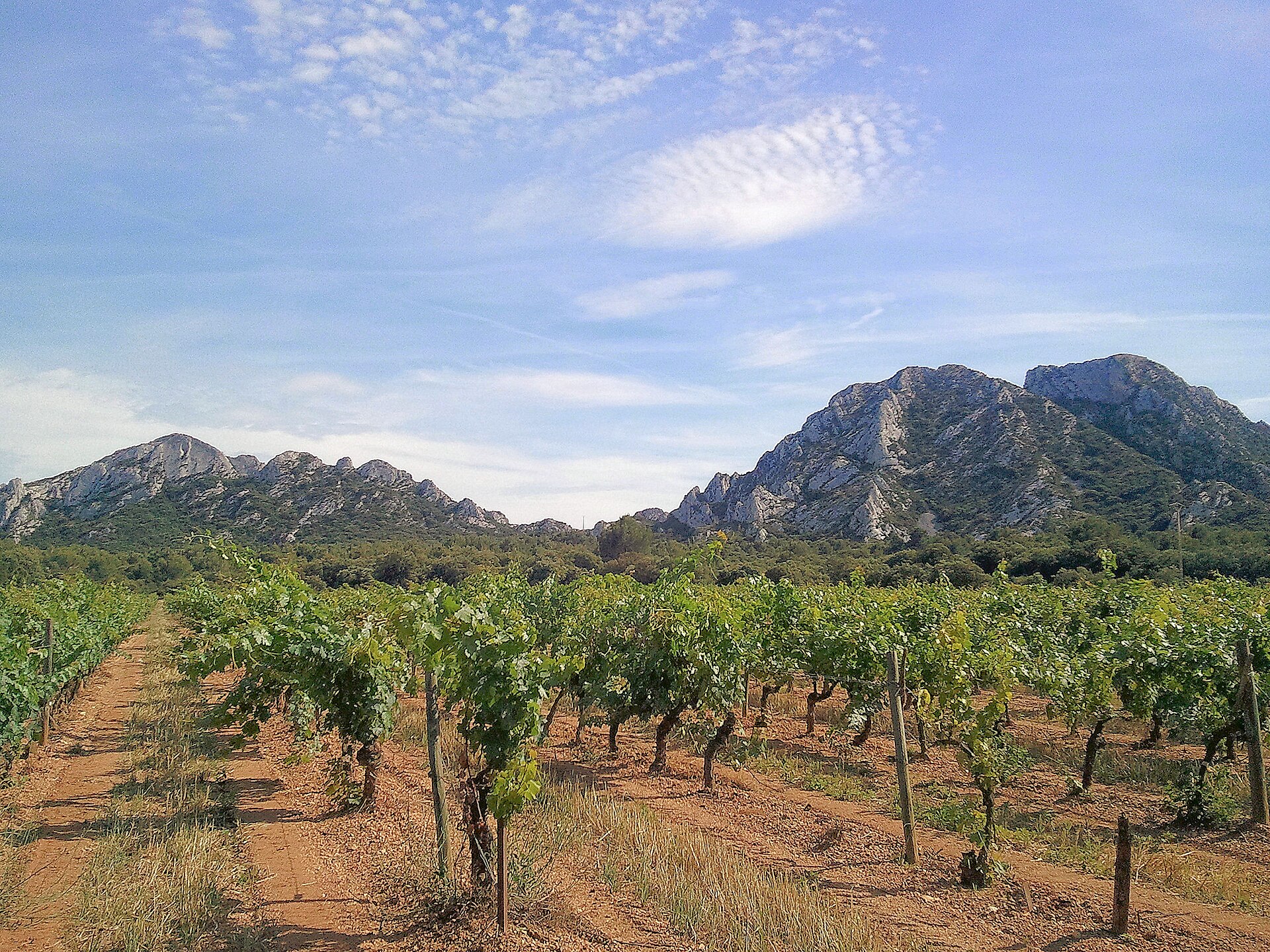 Southern France vineyard and agricultural landscape near Saint Remy de Provence
