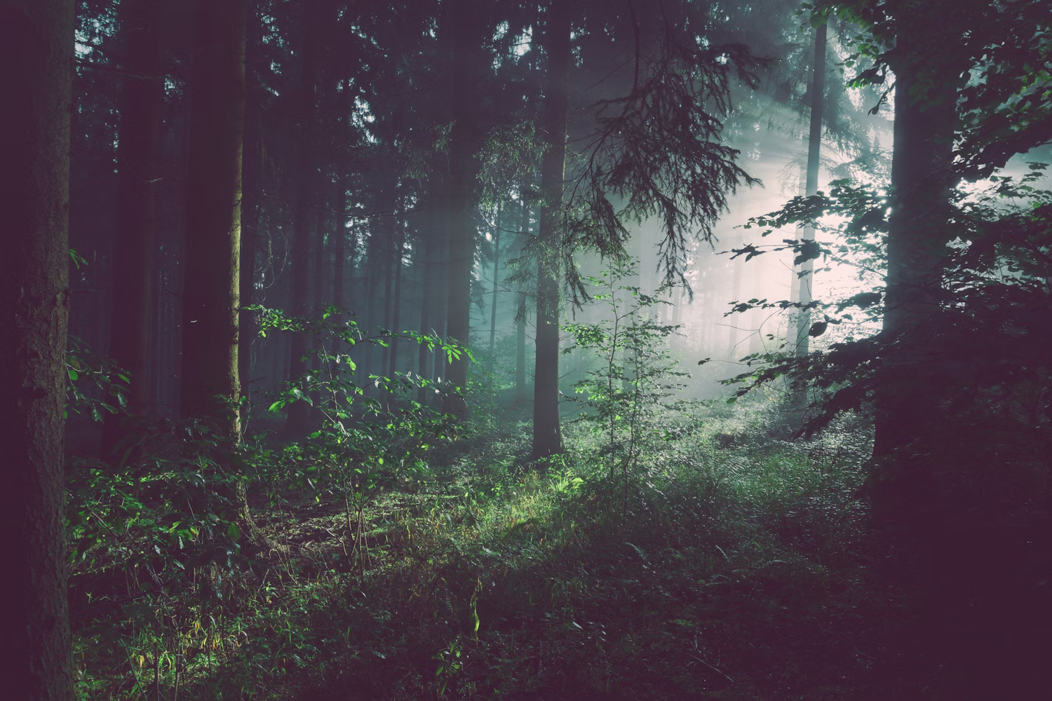 Quiet Hessian countryside and forest landscape